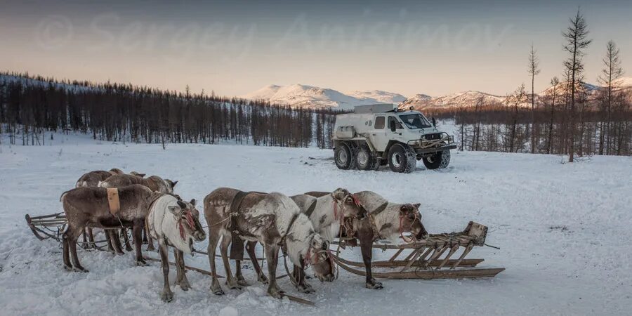 Ural Polar.