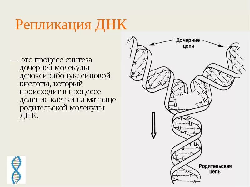 Биологии репликация ДНК схема. Схема репликации молекулы ДНК по биологии. Репликация процесс удвоения ДНК схема. Синтез дочерних цепей ДНК В процессе репликации осуществляется. 3 этапа репликации