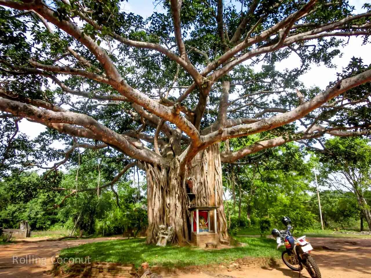 Деревья на шри ланке. Дерево Бодхи Шри Ланка. Дерево Будды Баньян. Ашваттха дерево. Сандаловое дерево Шри Ланка.