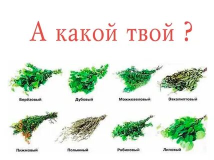 Веники из каких деревьев