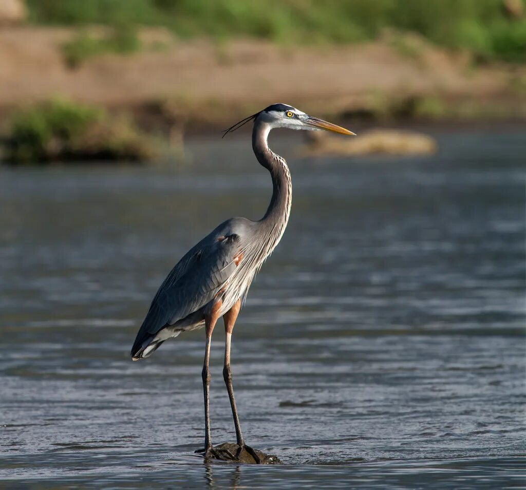 Great blue heron. Голубая цапля. Виды цапель с короткой шеей. Great heron. Ardea herodias.
