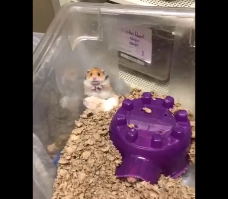 Как прокачать прибыль в час hamster