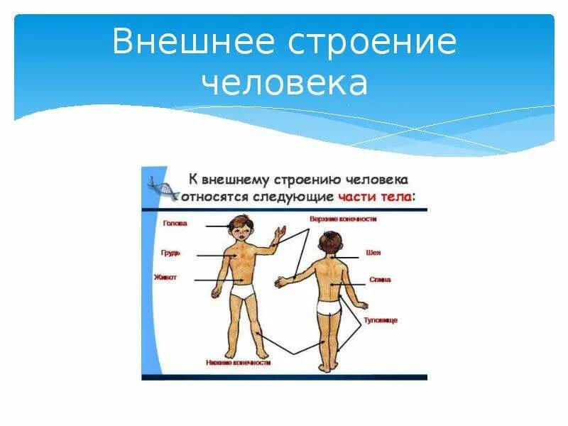 К особенностям внешнего строения организма. Строение человека. внешнее строение организма человека. внешнее и внутреннее строение тела человека. анатомия человека внешнее строение.
