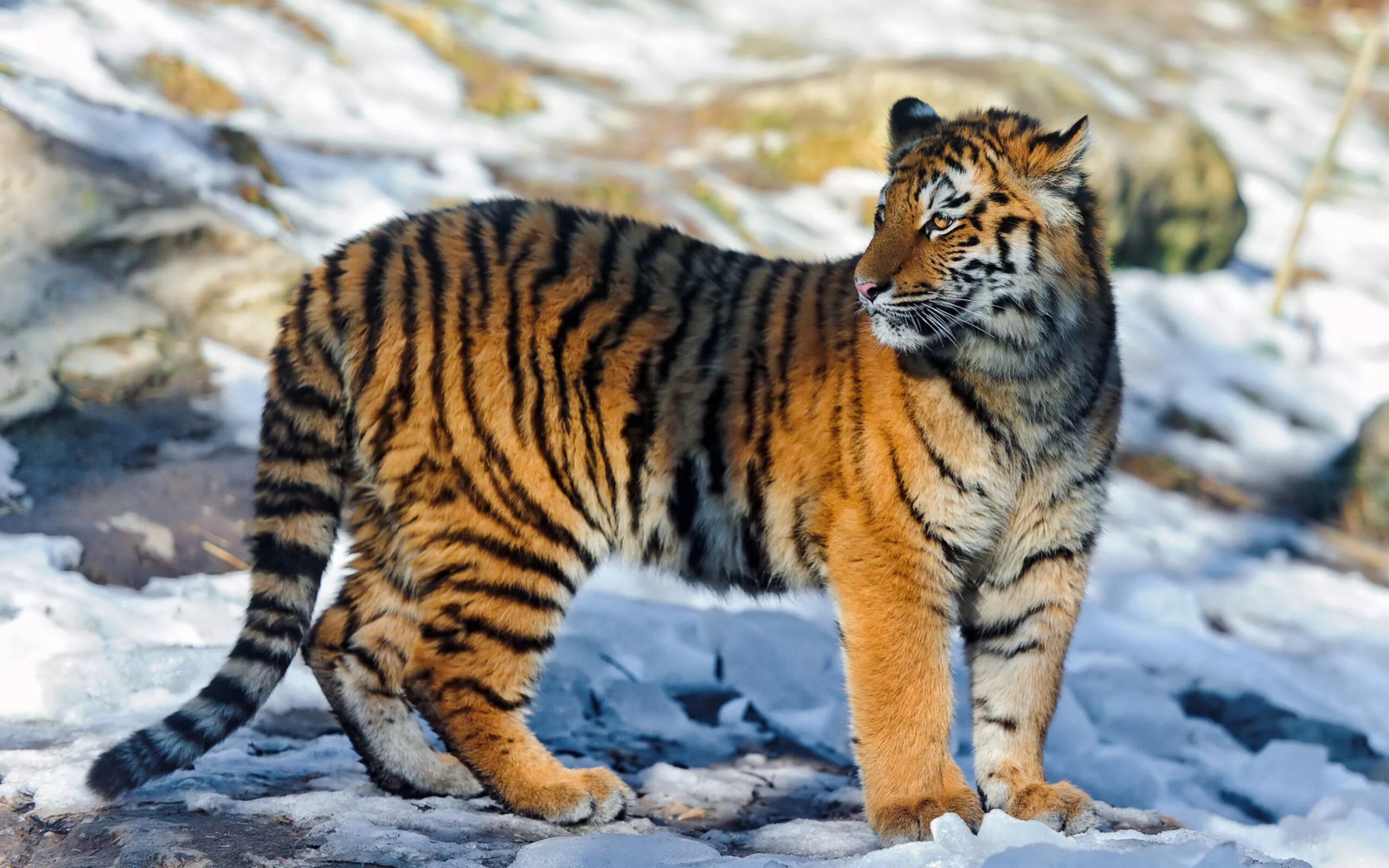 Амурский (Уссурийский) тигр. Тигр Дальневосточный Амурский. Амурский тигр фото. Северный Амурский тигр.