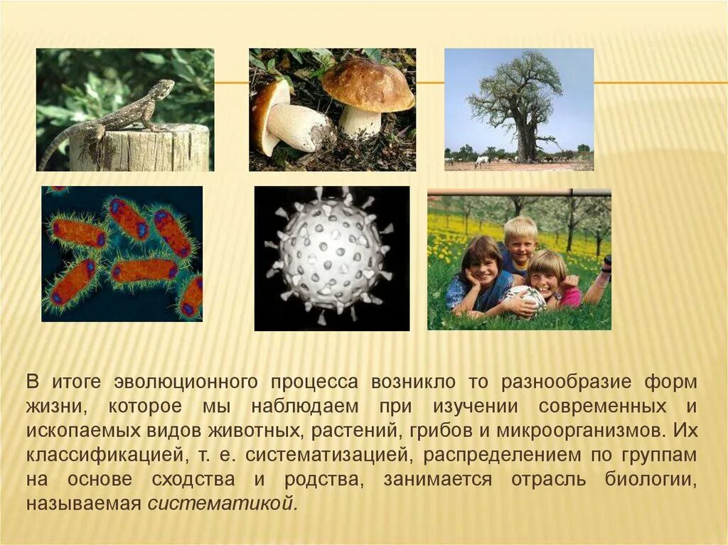 Формы и типы разнообразия