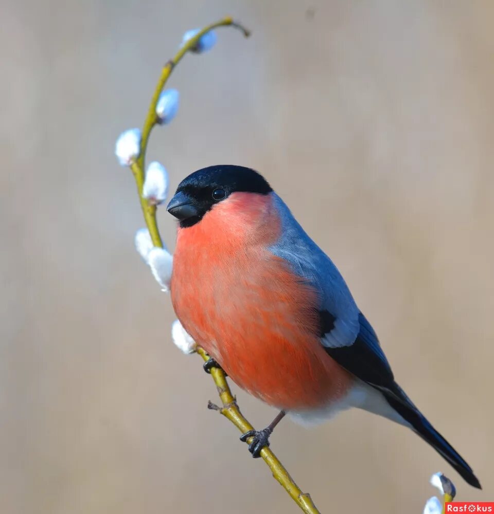 снегирь разного цвета. клюв снегиря. снегирь обыкновенный pyrrhula pyrrhula. снегирь летом. снегирь обыкновенный pyrrhula pyrrhula.