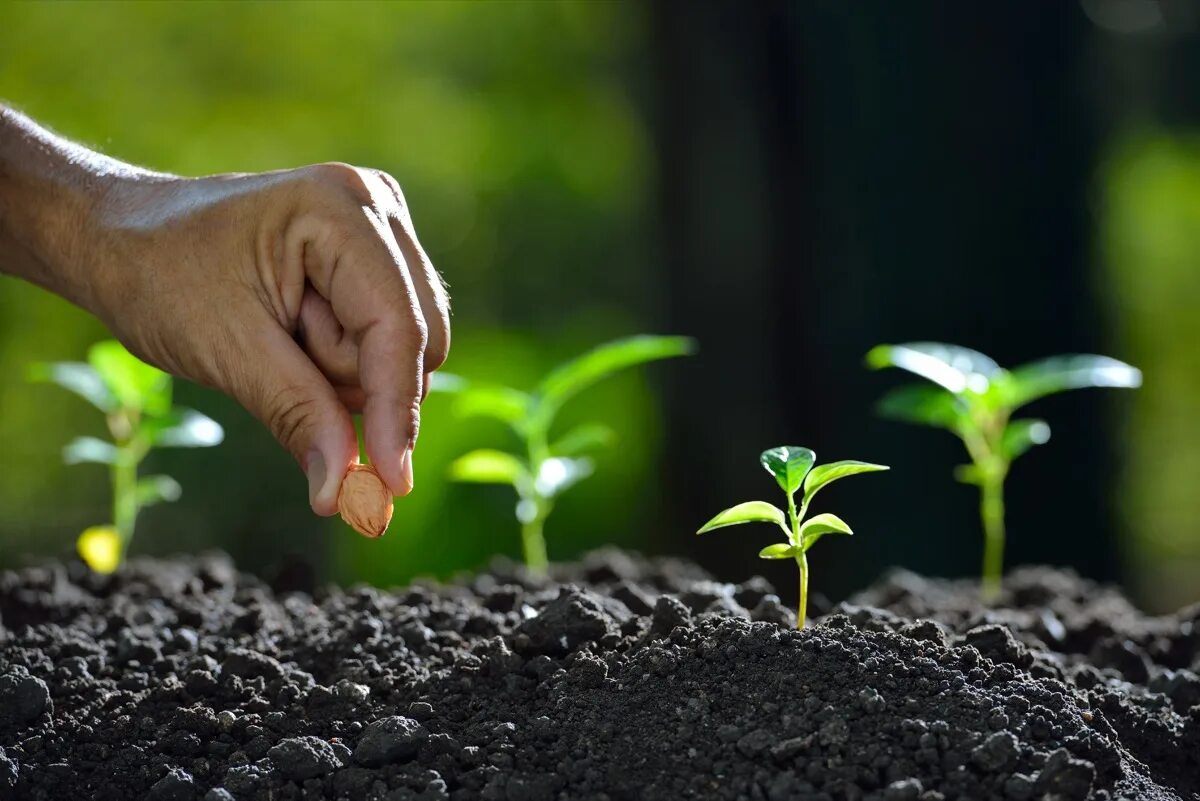 Сажать семена. Семена для огорода. Семена для рассады. Семена в почве. I like planting