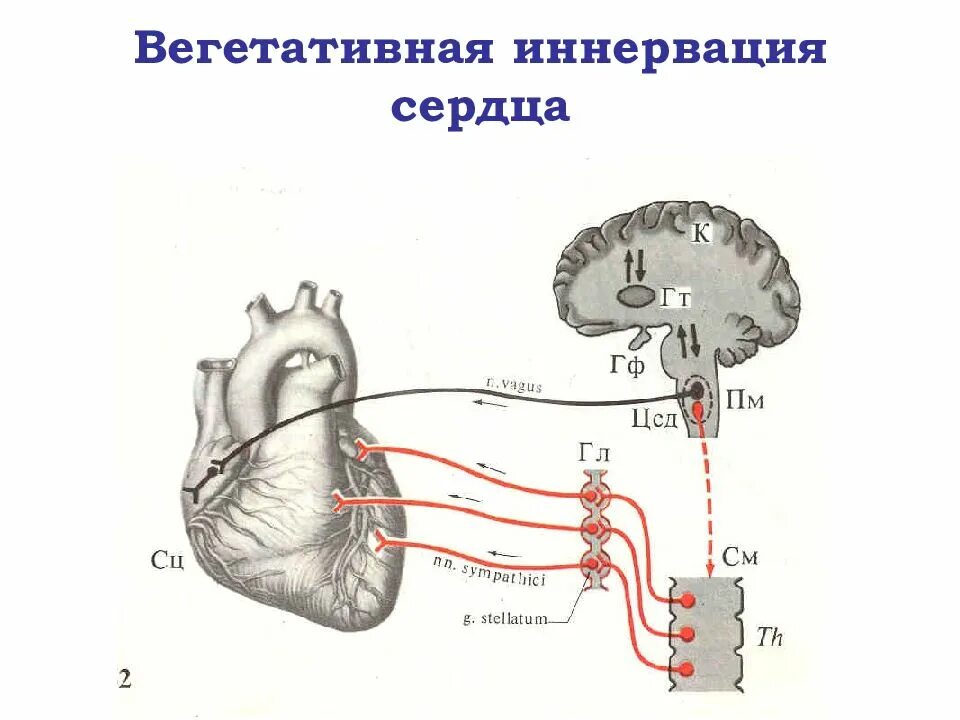 Иннервация и рефлексы. Иннервация сердца физиология схема. Симпатическая иннервация сердца схема. Схема регуляции деятельности сердца нервная. Схема экстракардиальной иннервации сердца.