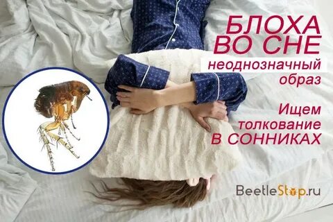Сон блохи на коте