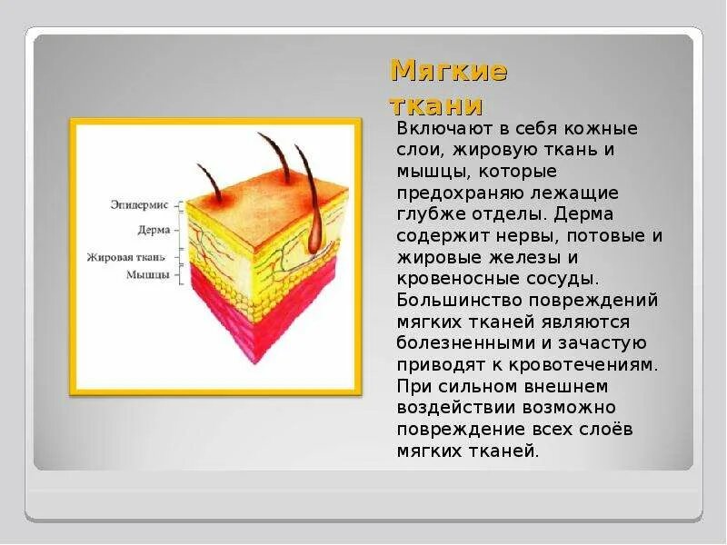 Послойное строение лица. Кожа это мягкие ткани. Натуральная кожа crazy horse. Натуральная кожа наппа. Слои мягких тканей лица.