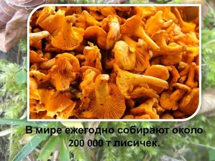 Сдать лисички