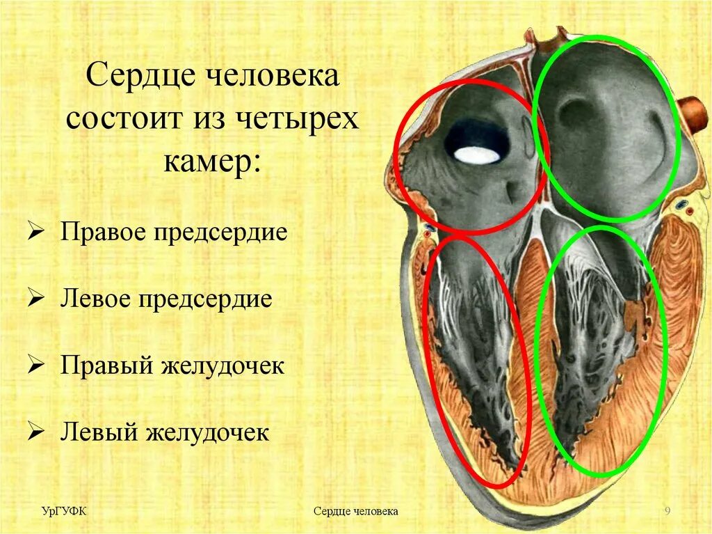 Сердце человека состоит из 2 предсердий. Сердце состоит из. сердце человека состоит из. сердце состоит из 4 камер. правое предсердие сердца.
