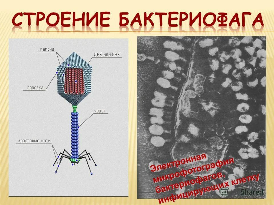строение вируса бактериофага. структура бактериофага микробиология. строение вируса бактериофага. схема строения капсида бактериофага. структура бактериофага микробиология.