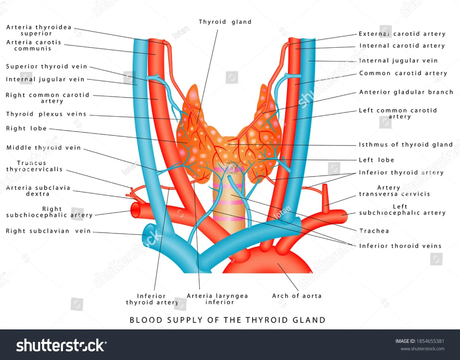 Артерии щитовидной железы анатомия. Кровоснабжение щитовидной железы анатомия. Артерии щитовидной железы схема. Кровоснабжение щитовидной железы топографическая анатомия.