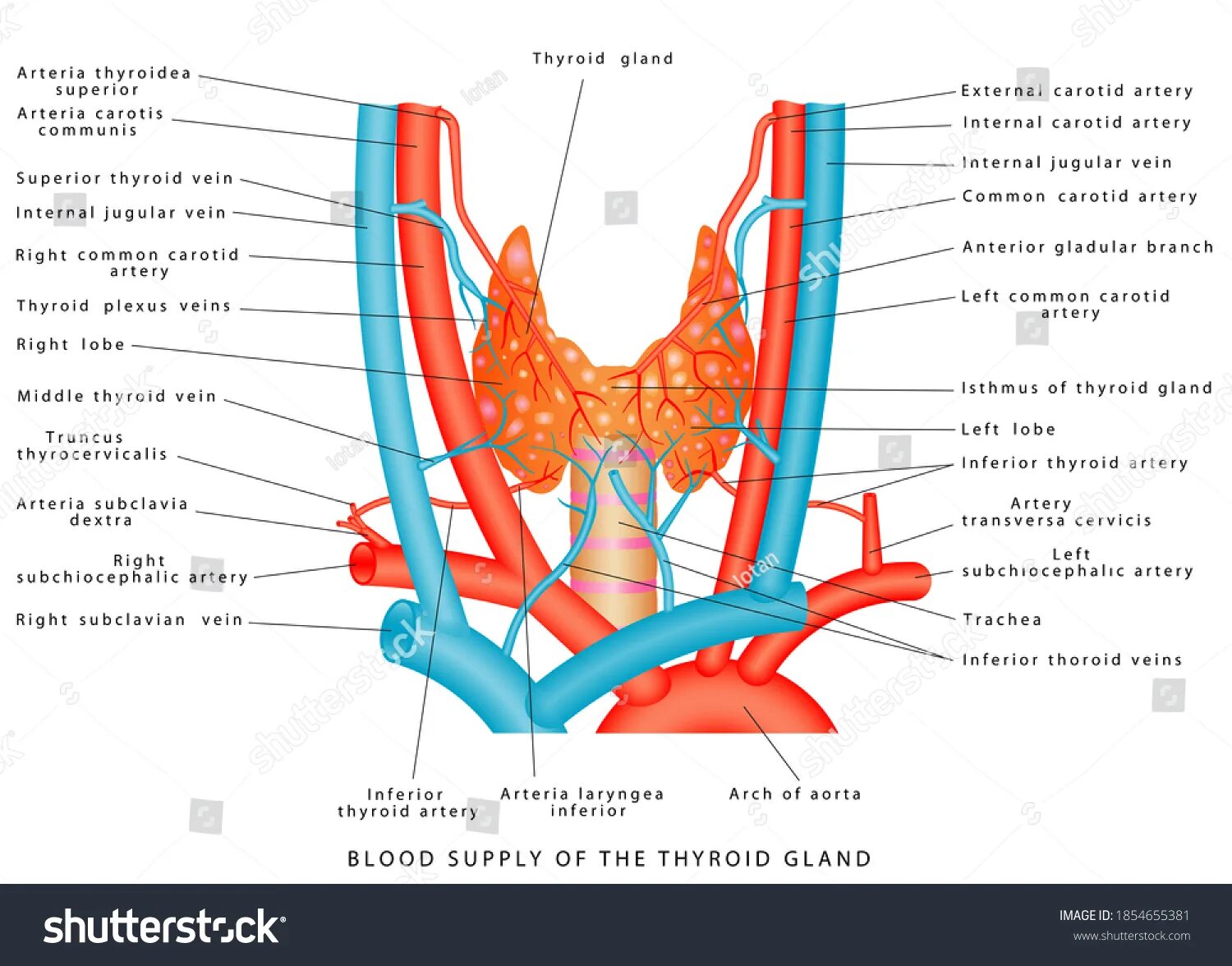 Артерии щитовидной железы. Артерии щитовидной железы анатомия. Кровоснабжение щитовидной железы анатомия. Артерии щитовидной железы схема. Кровоснабжение щитовидной железы топографическая анатомия.