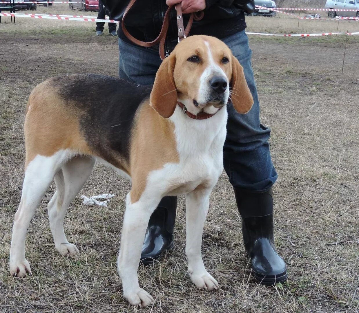 Тамбовский гончий