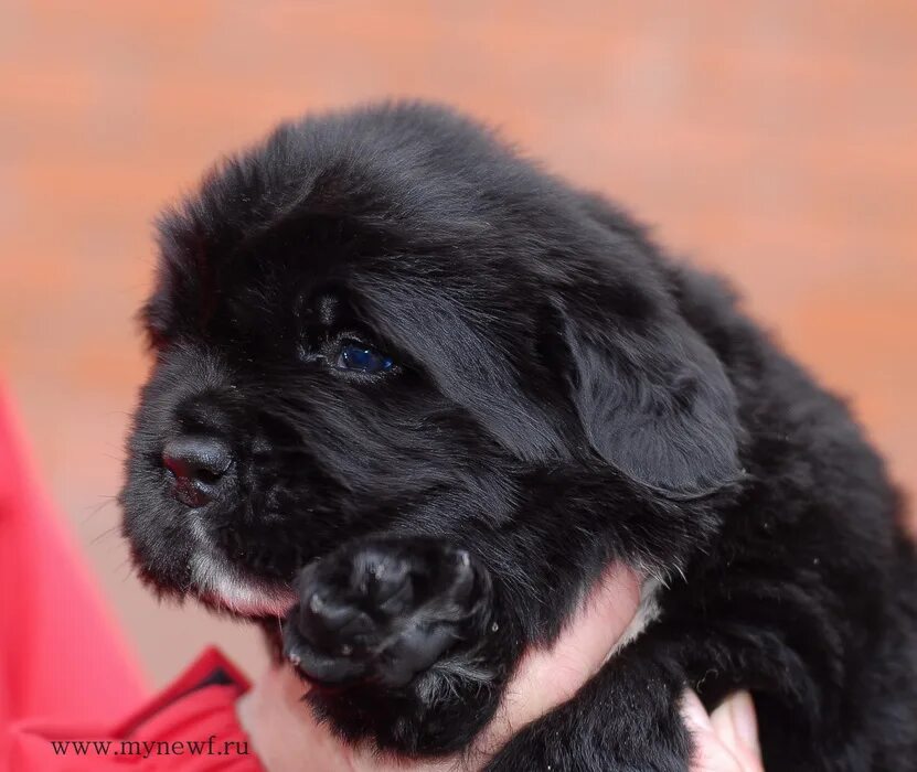 Ньюфаундленд (порода собак). Мастиф ньюфаундленд. Ньюфаундленд собака. Лиловый ньюфаундленд. Ньюфаундленд щенок.