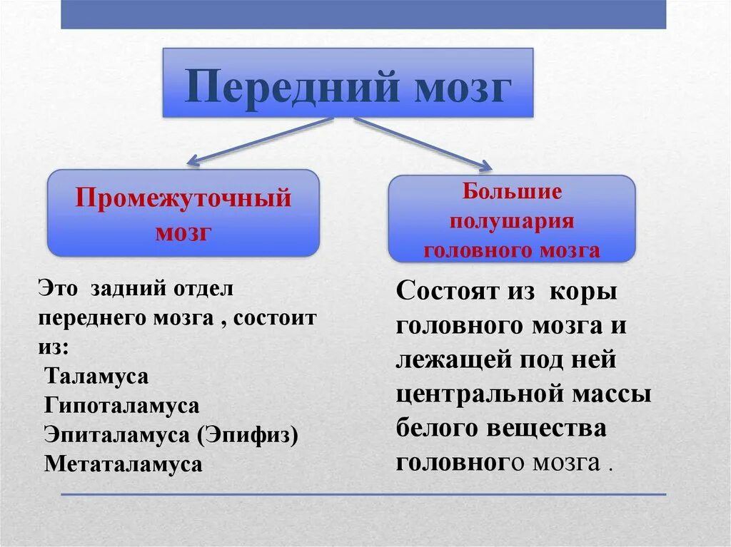 Передний мозг строение. Функции переднего головного мозга. состав переднего мозга. передний мозг функции кратко. строение переднего мозга кратко.