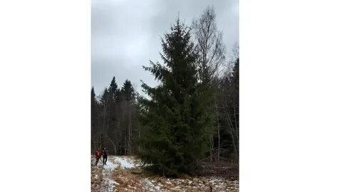 Ели дышу