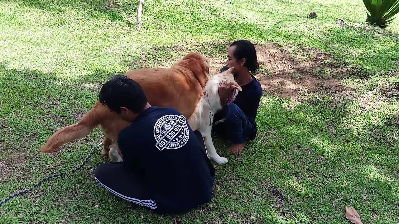 Main sama anjing