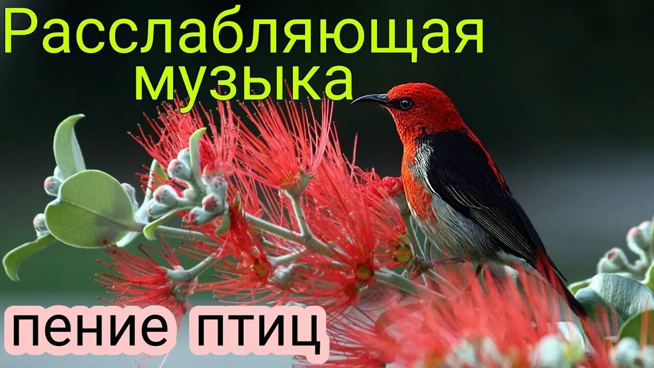 Релакс пение птиц. Звуки природы птицы. Медитация пение птиц и звуки природы. Звуки для расслабления пение птиц.