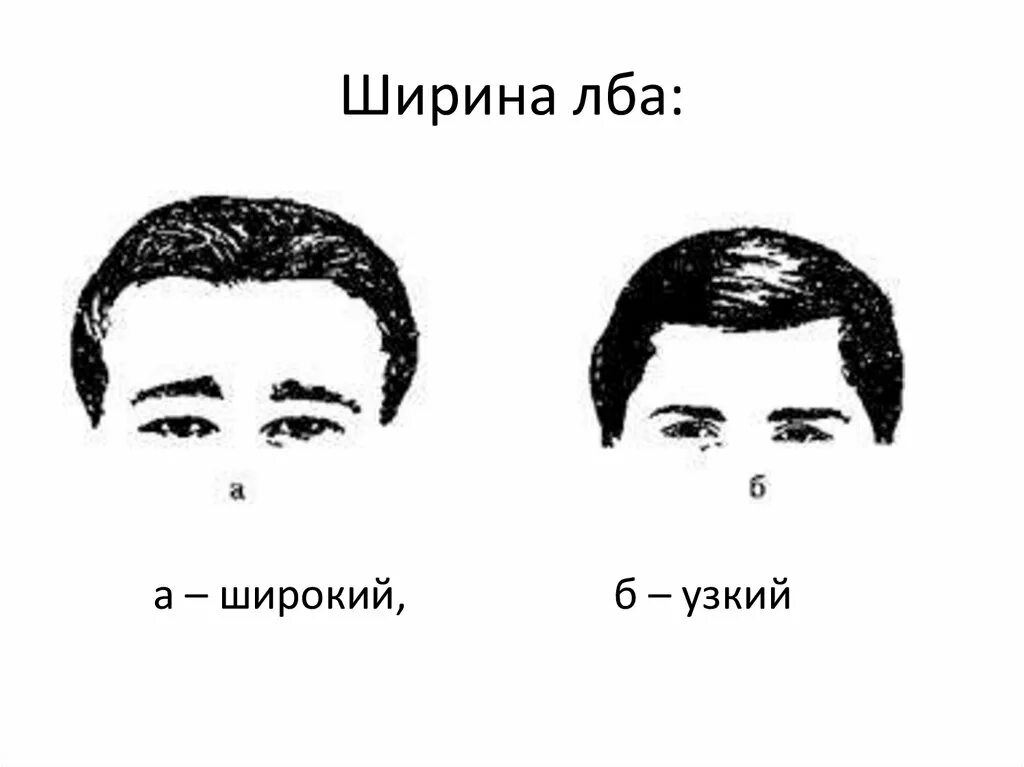 Лоб рассказы. Габитоскопия в криминалистике. Разновидности лбов. Ширина лба криминалистика. Форма лба физиогномика.