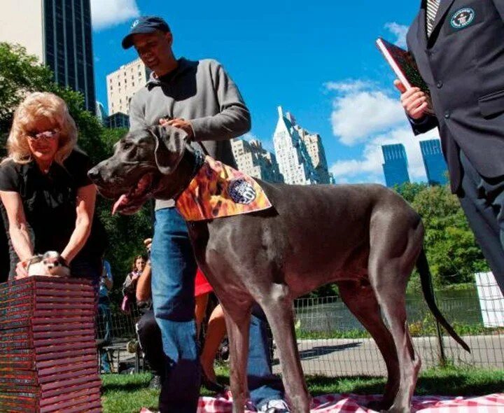 Собаки книга рекордов. Самый большой дог в мире. Собаки рекордсмены. Самые большие собаки в мире рекорды Гиннеса. Большие собаки по рекорду Гиннеса.
