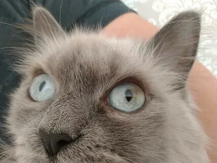 Пятно на глазу у кошки