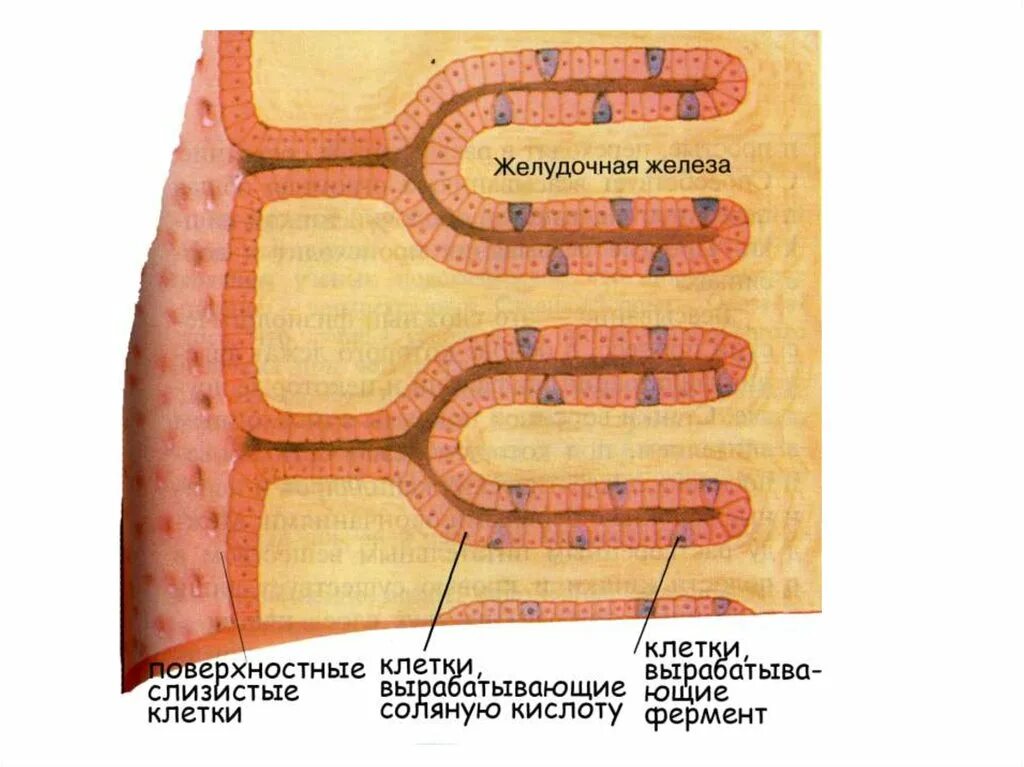 Железистые клетки слизистой оболочки желудка. Клетки пищеварительных желез желудка. Главные клетки желудочных желез. Обкладочные железы желудка. Клетки слизистой желудка вырабатывают