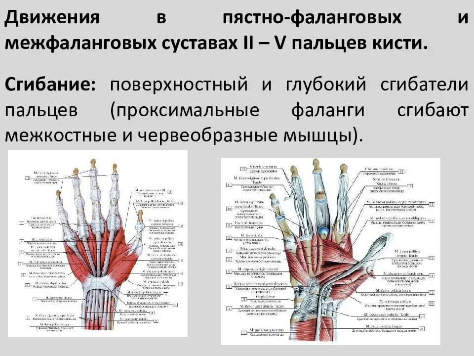 Мышцы запястного сустава. Червеобразные мышцы кисти. проксимальные межфаланговые суставы кисти. 1 пястно-фаланговый сустав анатомия. пястно-фаланговый сустав большого пальца кисти.