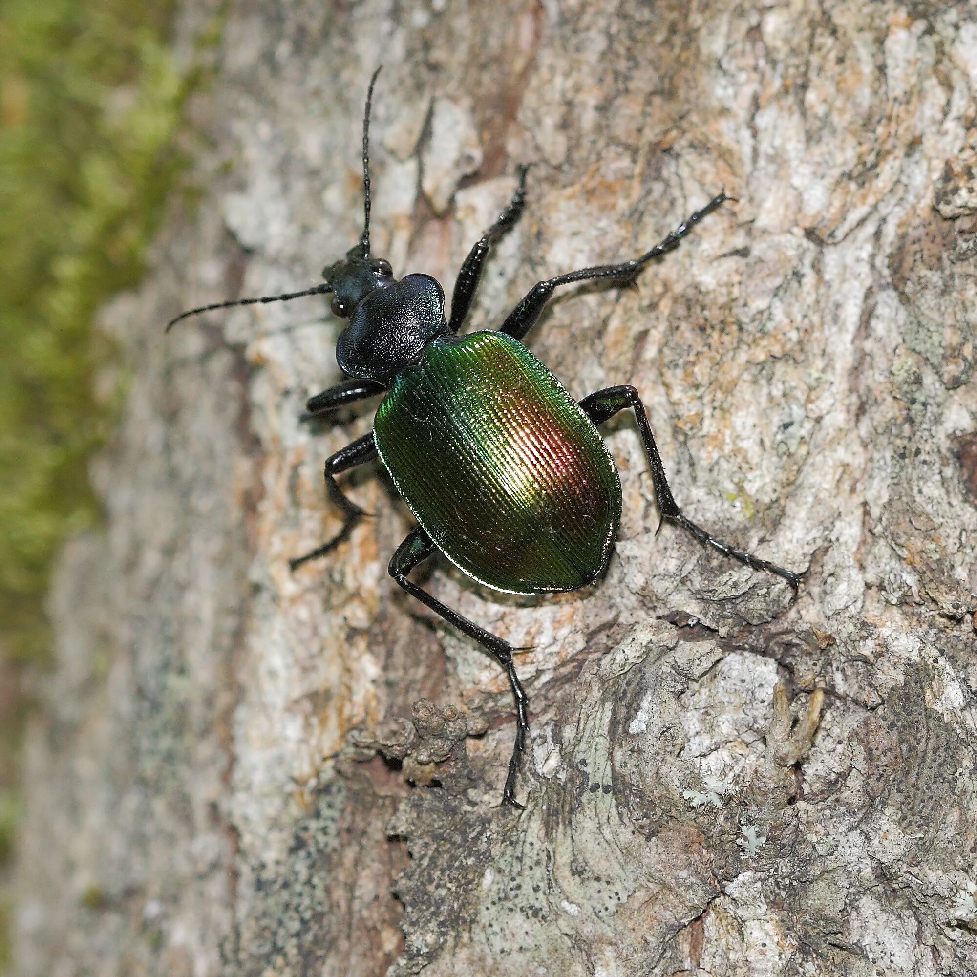 Жук красотел в какой природной. Красотел пахучий. Жук красотел. Calosoma sycophanta Linnaeus, 1758. Красотел бронзовый.