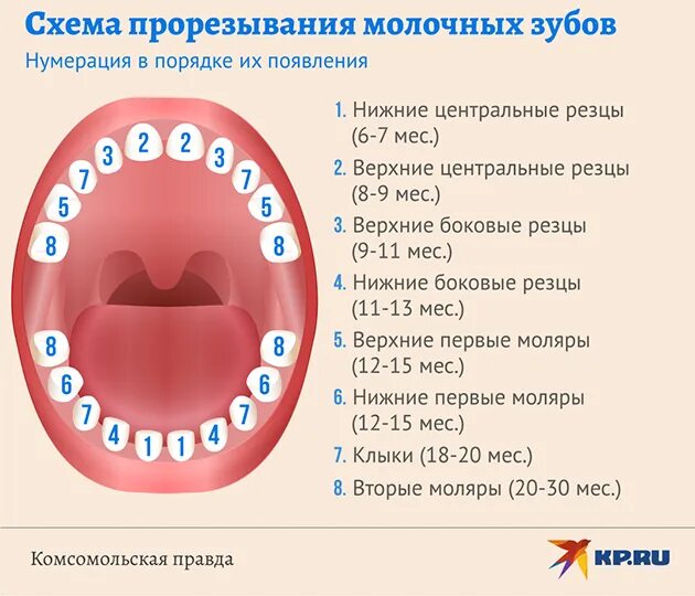 Прорезаются зубы температура. Схема прорезывания молочных. Схема прорезывания зубов. Зубы у детей порядок прорезывания молочных зубов. Молочные зубы схема прорезывания.