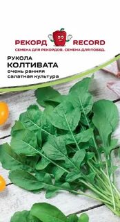 Руккола фото и описание