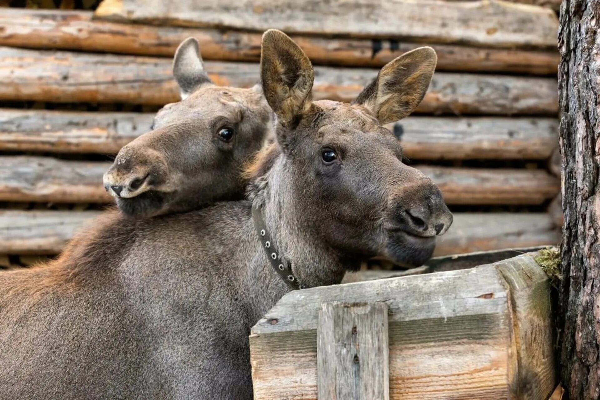 Лось домашний фото