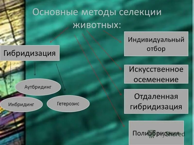 методы селекции животных презентация 11 класс. методы селекциции микроорганизмов. методы изучения селекции животных. методы отбора кур. методы селекции животных презентация 11 класс.