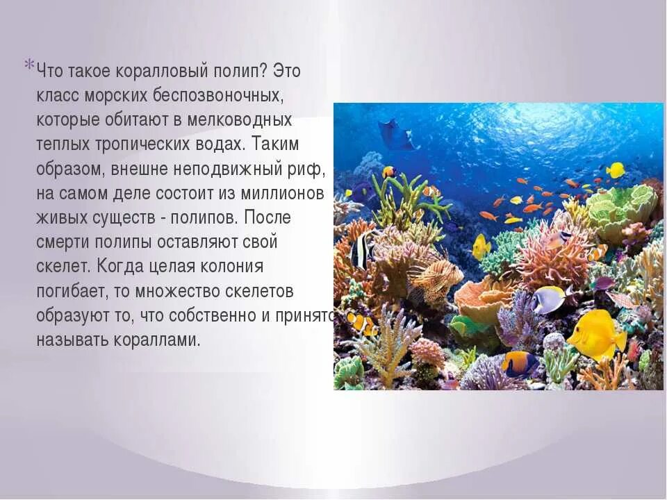 Описание коралла. Коралловые рифы сообщение. сообщение на тему коралловые рифы. факты о кораллах. кораллы презентация.