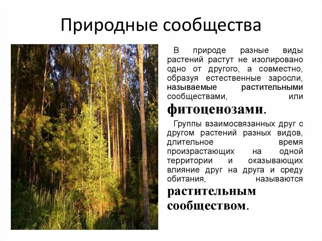 Типы растительных сообществ кратко. Растительные сообщества. природное растительное сообщество. виды растительных сообществ.