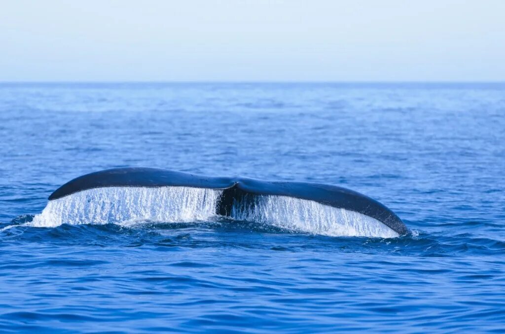 Киты атлантического океана. Североатлантический гладкий кит. Южный кит — Eubalaena glacialis. Гренландский кит. Северный гладкий кит.