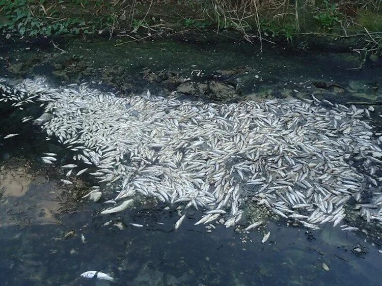 Погибло много рыбы. Рыбалка на реке кума Ставропольский край. Река кума рыбалка Буденновск. Экологическая катастрофа гибель рыб. Экологическая катастрофа реки Кирпили.