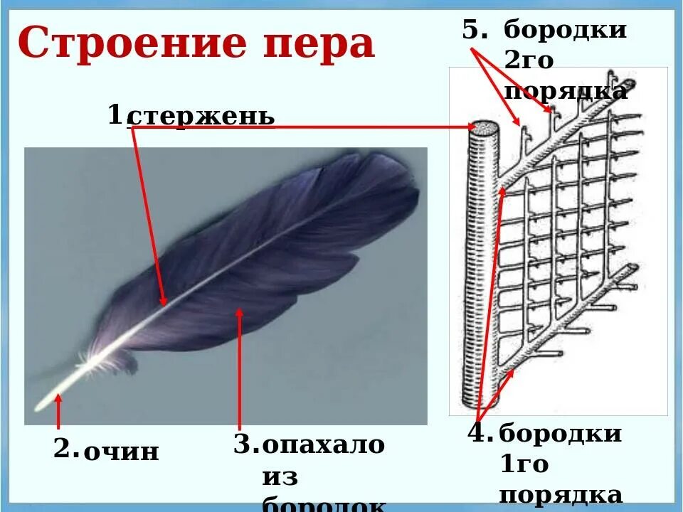 Расположение контурного пера на теле птицы. Строение пера птицы бородки 1 и 2 порядка. Схема строения опахала пера птицы. Строение пера птицы 7 класс биология бородки. Перо строение.