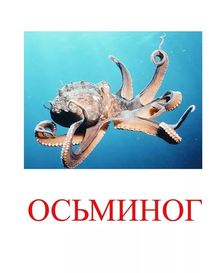 Морские обитатели. Морские обитатели названия. Морские обитатели для детей. Обитатели моря карточки.