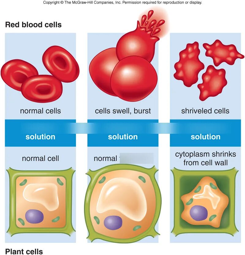 Cell solutions. Hypotonic. осмос эритроцитов. hypotonic solution. hypotonic solution in plant and animal cell.