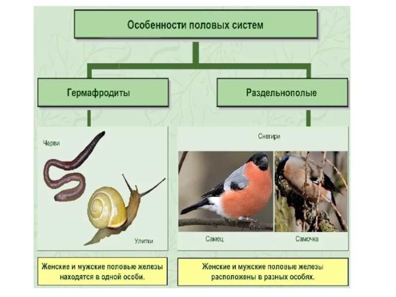 Оплодотворение биология 6 класс кратко. Оплодотворение схема 10 класс. Наружное оплодотворение биология 10 класс. Внутреннее оплодотворение схема. Особенности наружного оплодотворения.