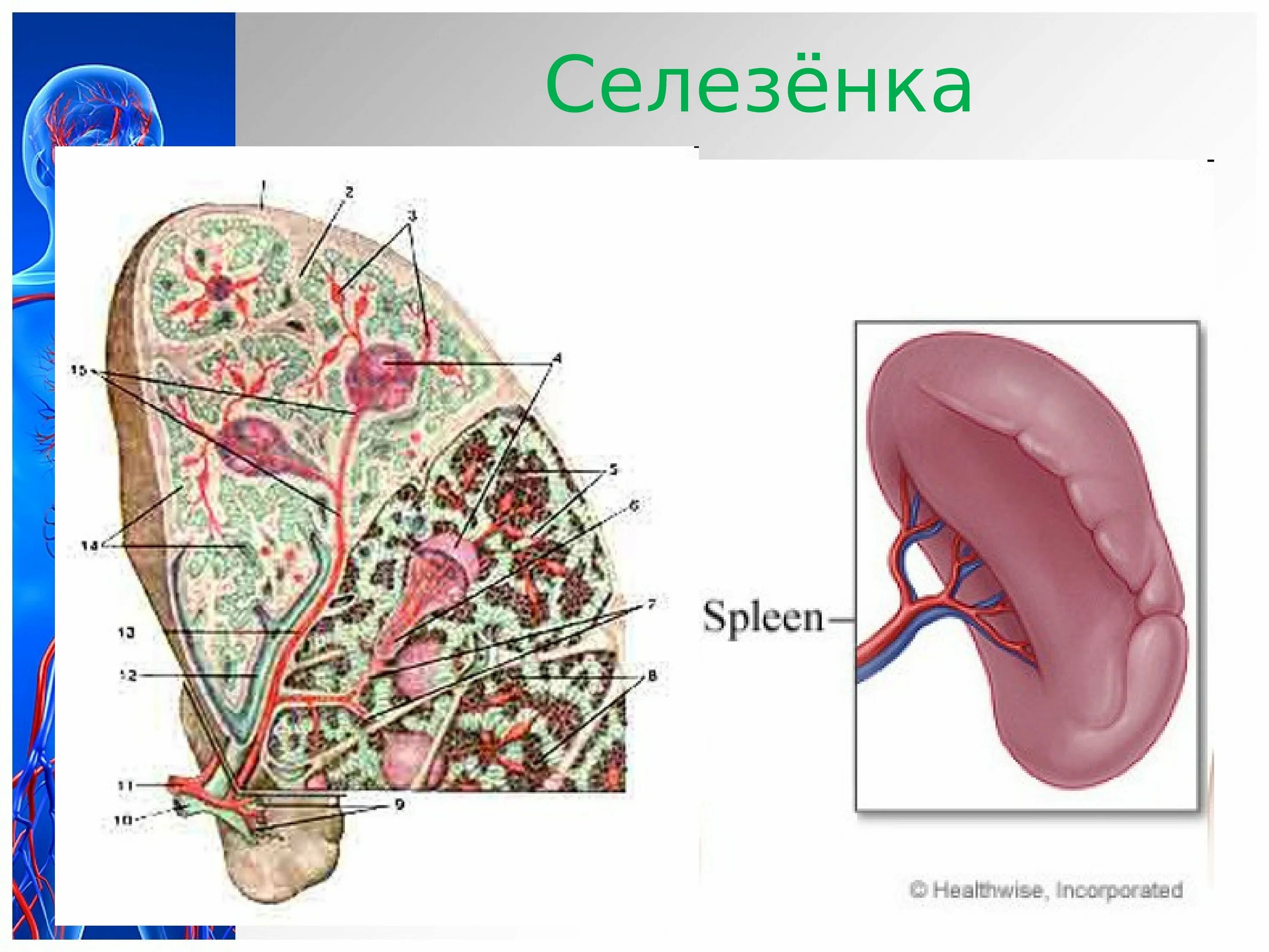 Внутреннее строение селезенки. Селезенка препарат анатомия. Внутреннее строение селезенки анатомия. Строение селезенки иммунология. Малые размеры селезенки латынь