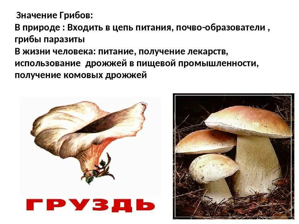 Значение грибов в природе 7 класс биология. Грибы значение в природе. Грибы в жизни человека и в природе. Значение грибов в природе. Значение грибов для человека.