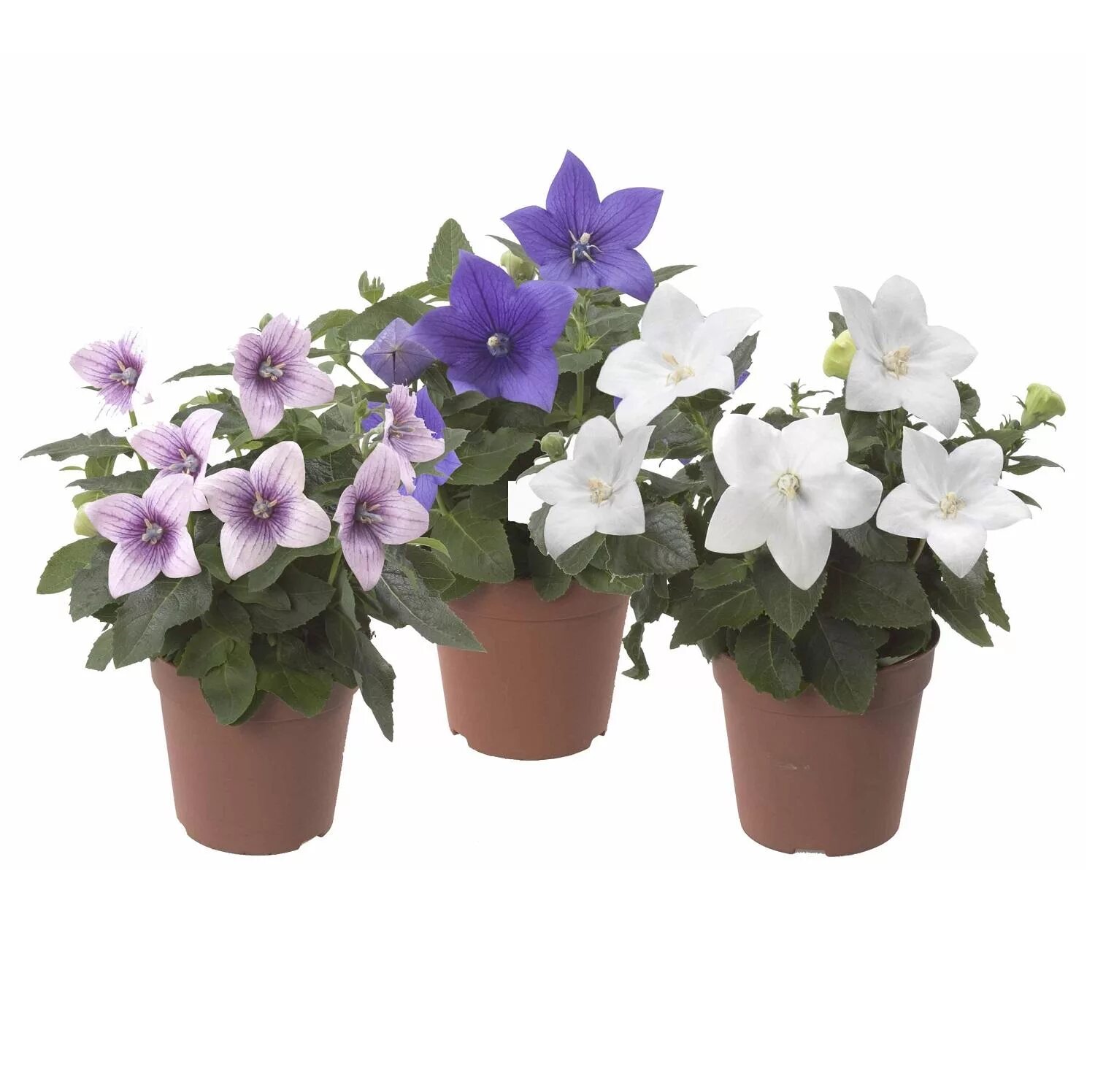 Платикодон отзывы. Кампанула платикодон. platycodon grandiflora mix.