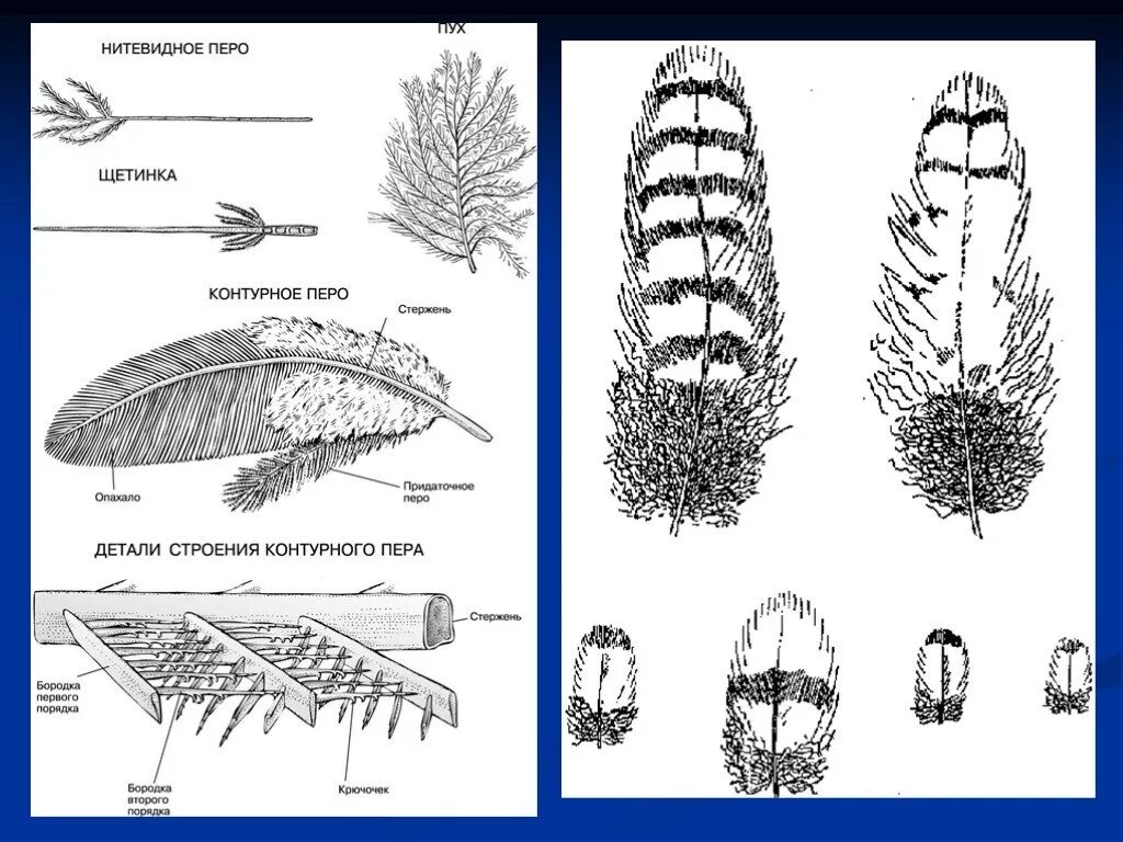 Виды перьев биология. Схема строения контурного пера. Пуховое перо строение. Контурное перо структура. Строение контурного пера птицы.