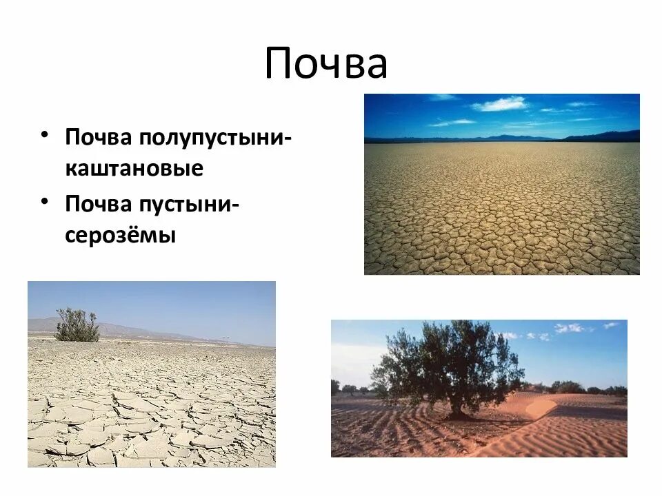 Полупустыни каштановые почвы. Полупустыни пустыни почва почва. Почва пустыни- серозёмы. Почвы пустынь и полупустынь в России. Рельеф пустыни и полупустыни.
