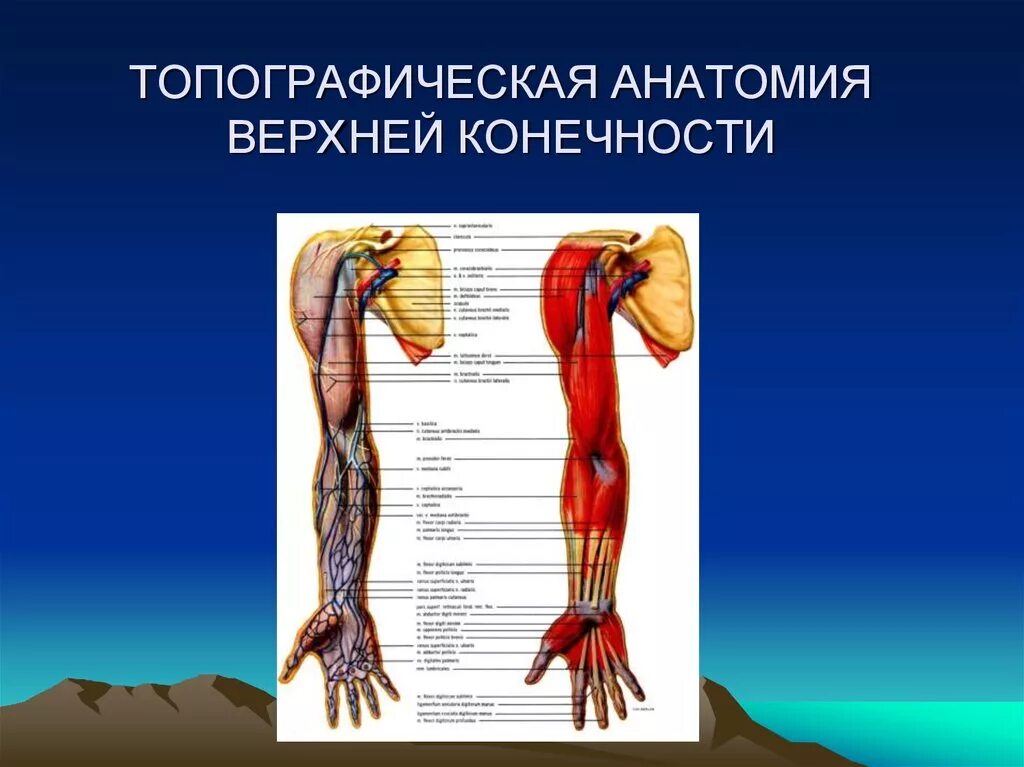 Операции верхних конечностей. Топографические образования верхней конечности ямки борозды каналы. СНП плеча топографическая анатомия. Топографическая анатомия верхней конечности. Топографиечка ЯАНАТОМИЯ верхней конечности.