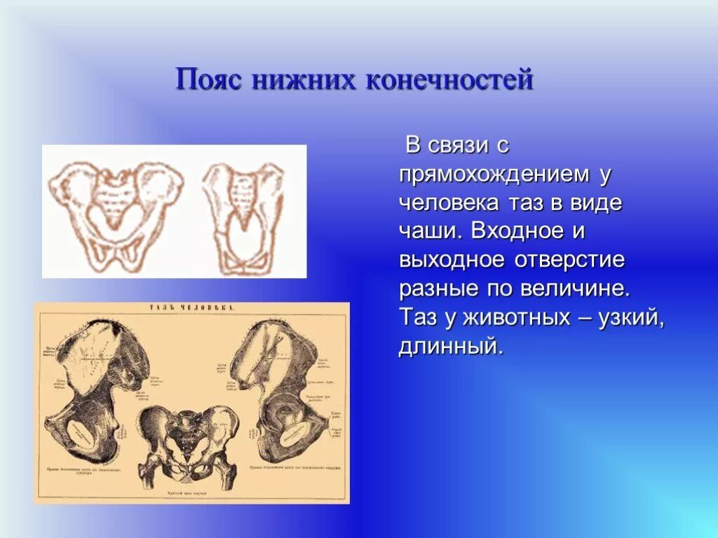 Изменение таза в ходе эволюции